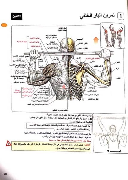 كتاب تشريح تدريب القوة 1