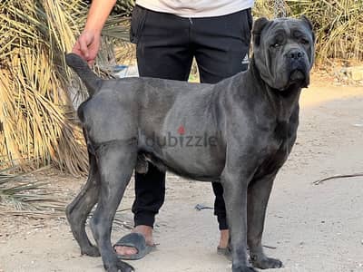 cane corso كين كورسو