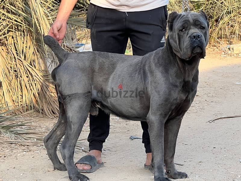 cane corso كين كورسو 0