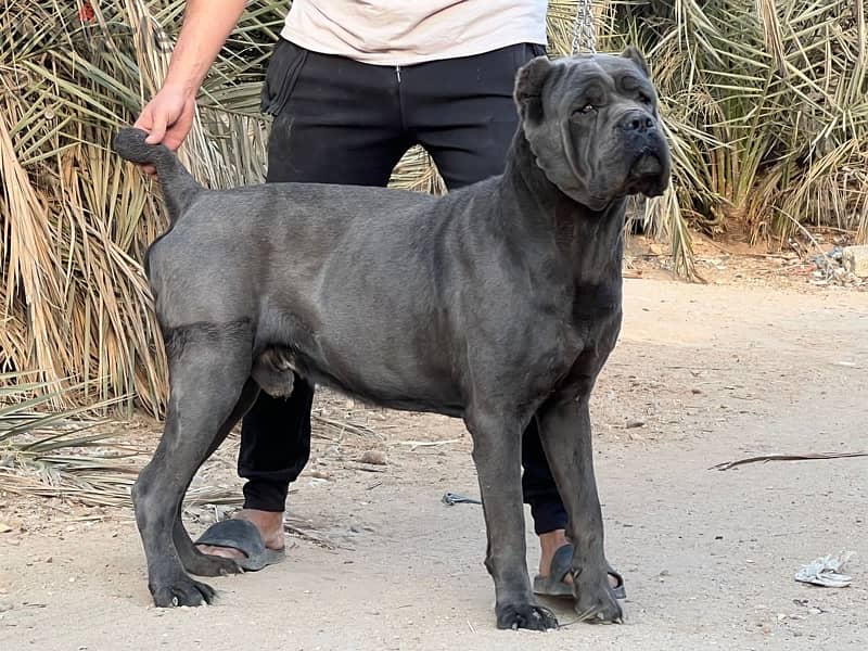 cane corso كين كورسو 1