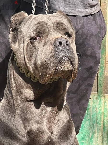 cane corso كين كورسو 3