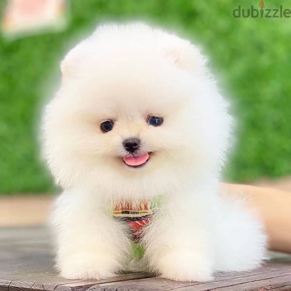 premium quality mini Pomeranian puppies from best kennels in Europe 0