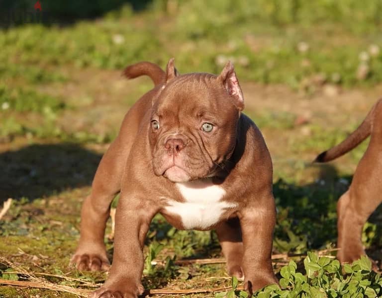 imported American bully  from best kennels in Europe,FASTEST DELIVERY 1