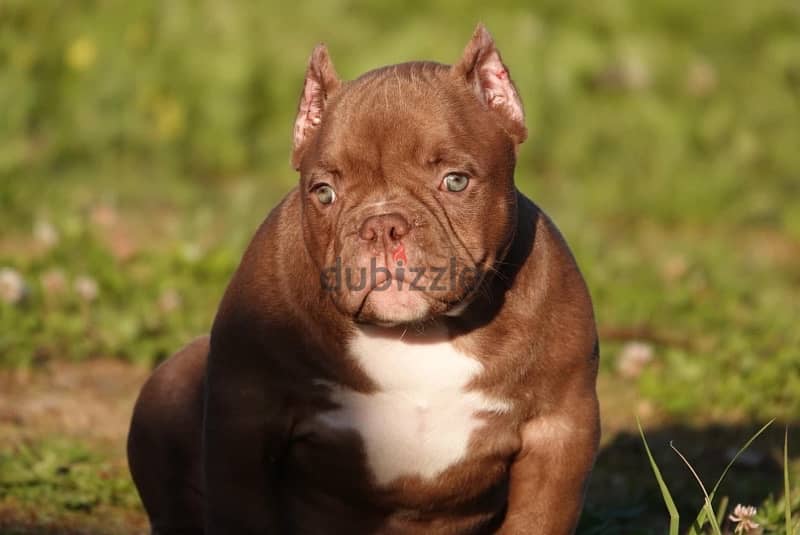 imported American bully  from best kennels in Europe,FASTEST DELIVERY 2