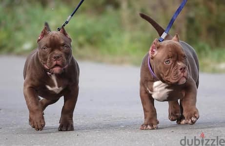 imported American bully  from best kennels in Europe,FASTEST DELIVERY