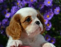 Imported From Russia Cavalier King Charles Spaniel girl