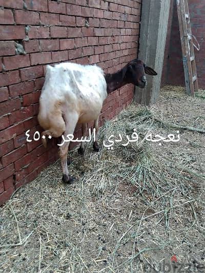 مجموعه نعاج كل صوره تحتها السعر - Other Pets & Animals - 199019013