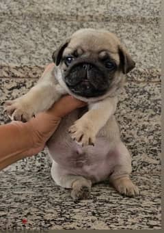 pug puppy 45 days 0