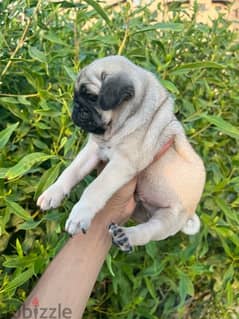 pug_بج 0