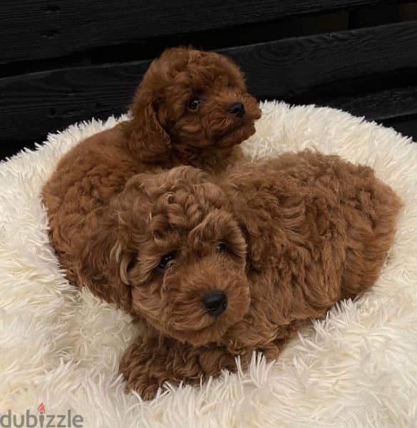 toy poodle puppy 0