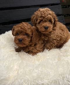 toy poodle 45 days