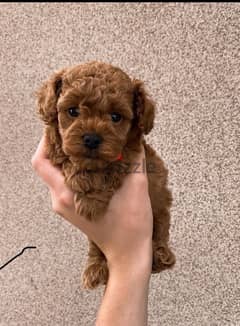 toy poodle puppy 45 days