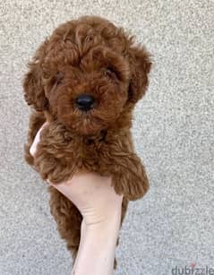 toy poodle pure preed 0