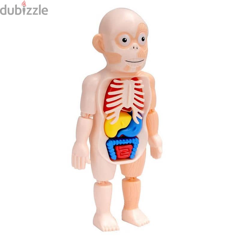 مجسم هيكل عظمى  Human body model 1