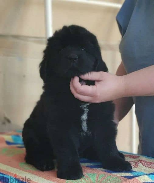 4 week store old newfoundland puppies