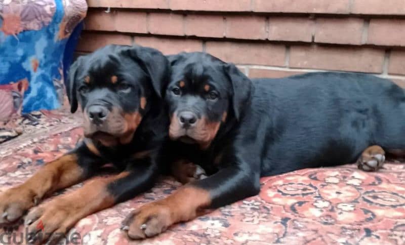 Russian Rottweiler Dog
