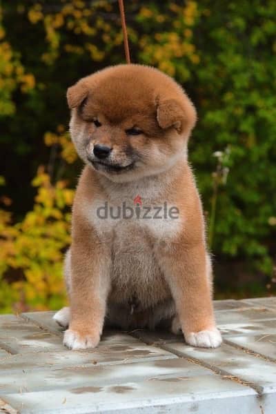 champion bloodline Shiba inu puppies , FASTEST DELIVERY