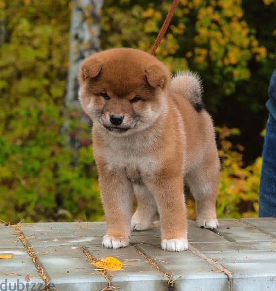 champion bloodline Shiba inu puppies , FASTEST DELIVERY 2