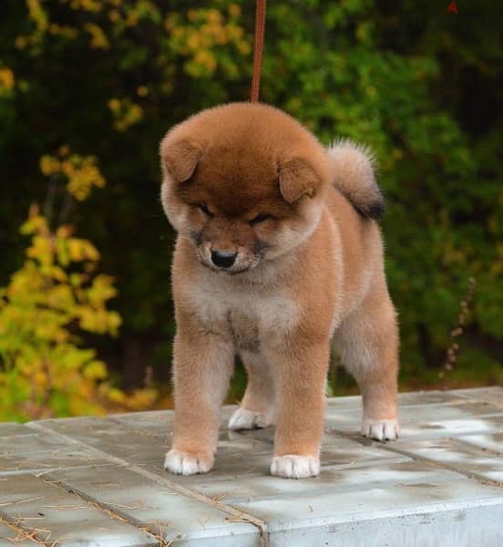 champion bloodline Shiba inu puppies , FASTEST DELIVERY 3