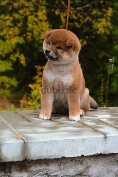 champion bloodline Shiba inu puppies , FASTEST DELIVERY 4