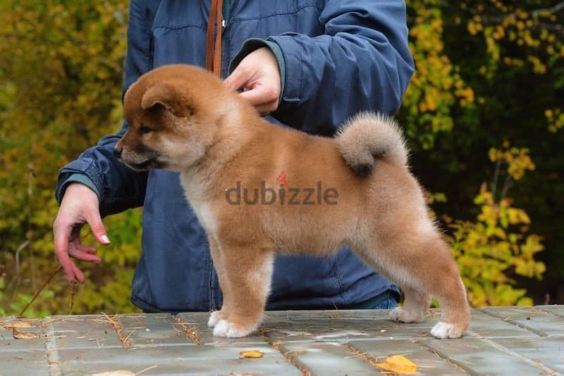 champion bloodline Shiba inu puppies , FASTEST DELIVERY 6