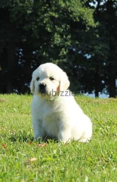 imported white Golden retriever puppies , champion bloodline 0