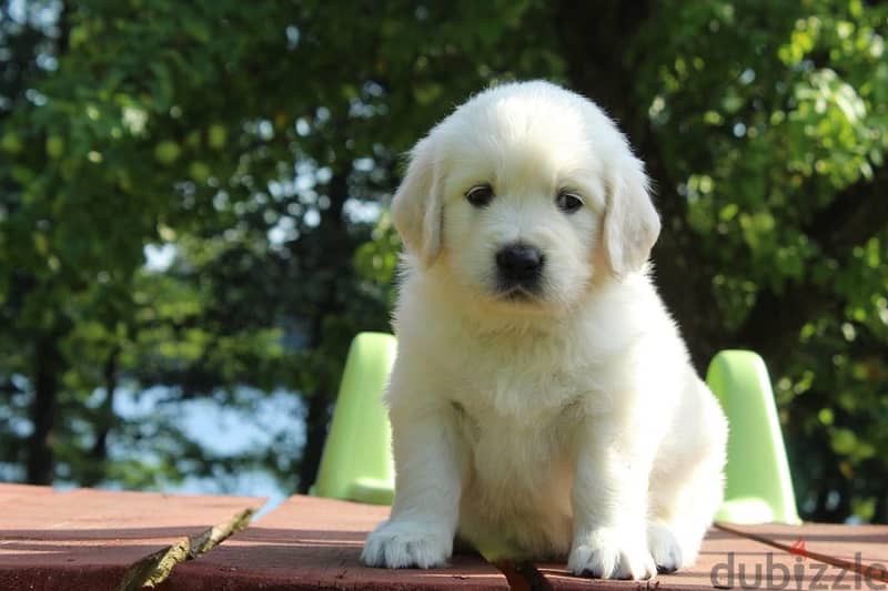 imported white Golden retriever puppies , champion bloodline 1