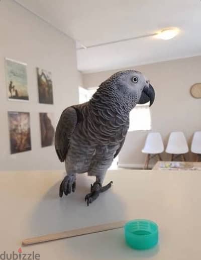 بغبغان زنجباري (Grey Casco) المتكلم