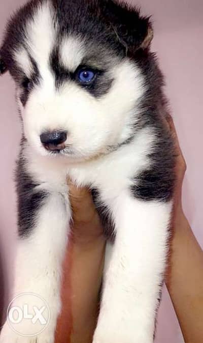 Wooly coat husky puppies sales for sale