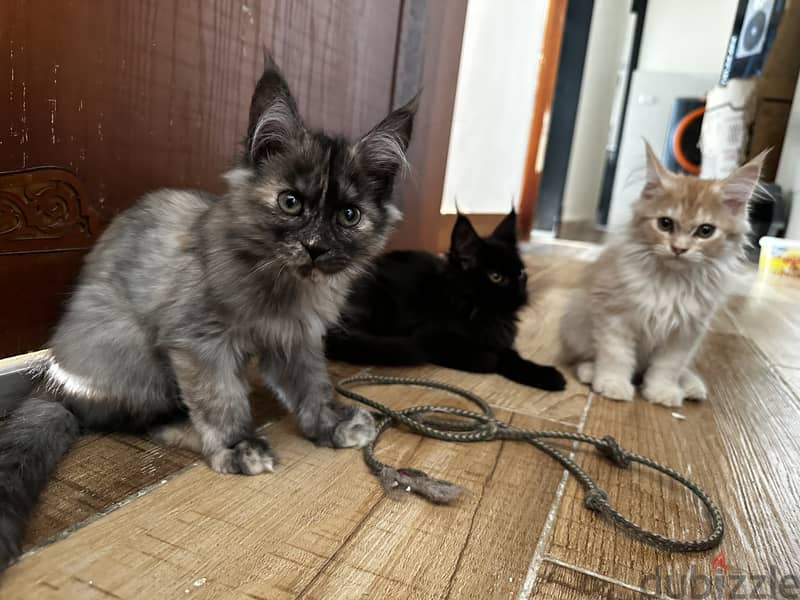 Original Maine Coon kitten from Egypt 0