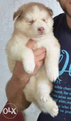 Siberian husky puppy female /جرو سيبريان هاسكي 0