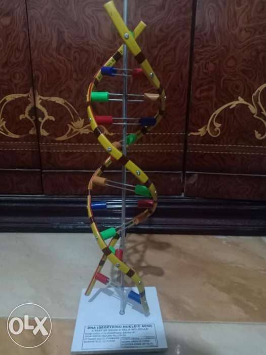 نموذج DNA 0