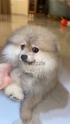 dog Pomeranians are small dogs weighing 1.36–3.17 kilograms (3.0–7.0 ) 0