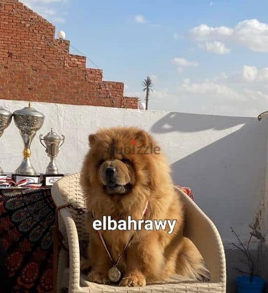 متاح ١٥ ذكر تشاو تشاو chow chow  كل الألوان للجواز بجراوي 3