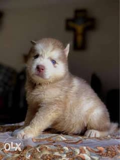 Males and females super Siberian husky puppies 0