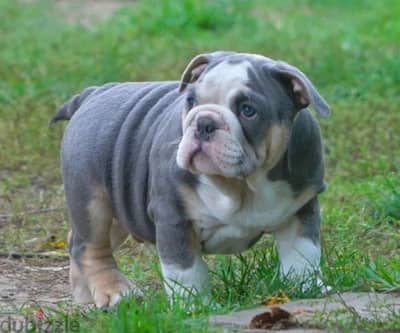 imported BLUE english bulldog puppies , champion bloodline