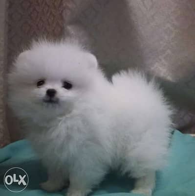 pomeranian