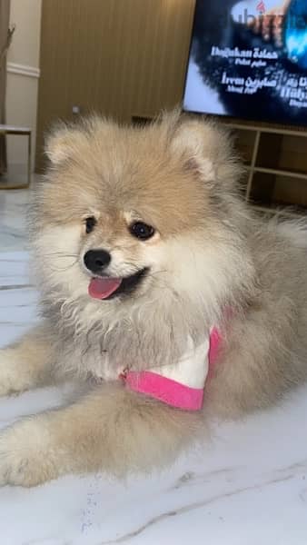 dog Pomeranians are small dogs weighing 1.36–3.17 kilograms (3.0–7.0 ) 2