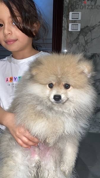 dog Pomeranians are small dogs weighing 1.36–3.17 kilograms (3.0–7.0 ) 3