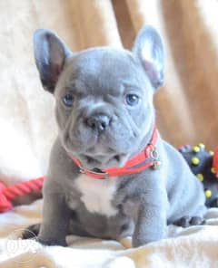 Imported French bulldog 2 Months Full documents Female 0