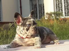 Amazing French bulldog Imported From Ukraine Female 2 Months Full doc 0