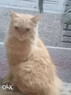 قطة شيرازي عمرها سنيتن 0