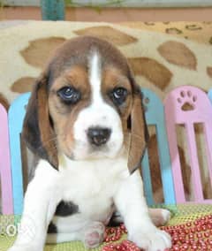 Amazing Beagle Imported From Ukraine with all documents 0