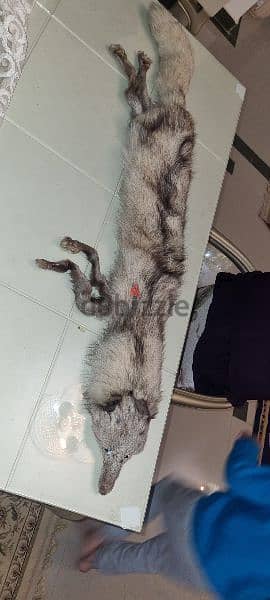 تعلب فرو فنلندي طبيعي اصلي نادر جدا