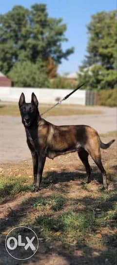 Imported Malinois Top Quality Best price Full documents from Ukraine 0