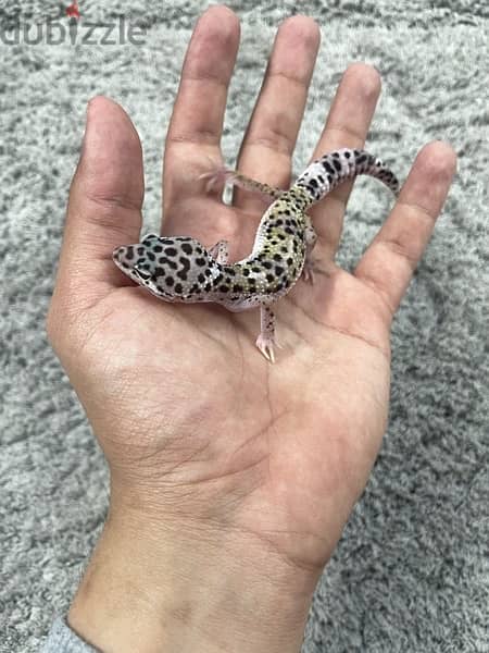 Snow white Leopard gecko 1