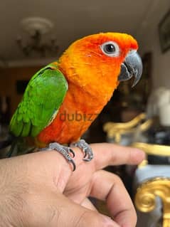 parrot sun conure for sale جنداري