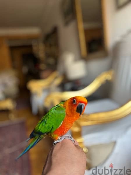 parrot sun conure for sale جنداري 1
