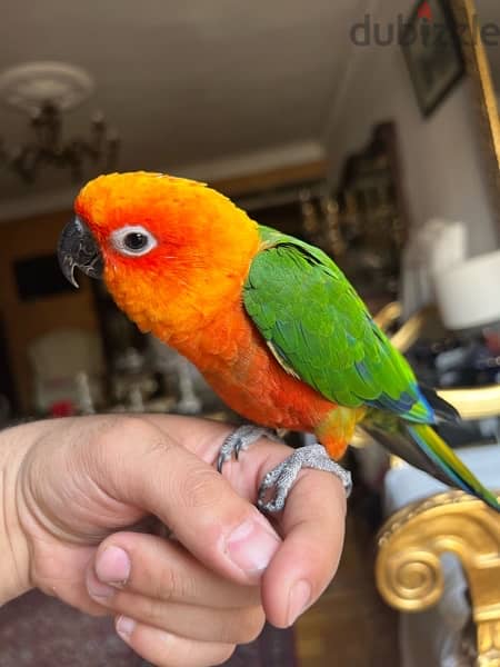 parrot sun conure for sale جنداري 2