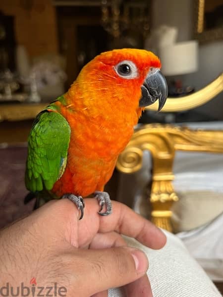 parrot sun conure for sale جنداري 4